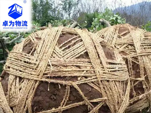 樹苗，樹木運輸案例14