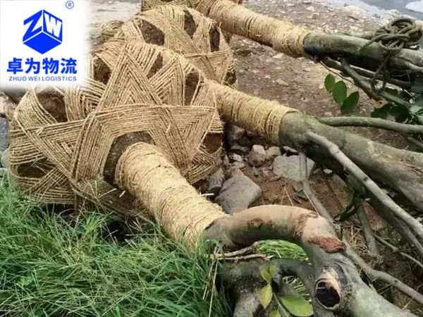樹(shù)苗，樹(shù)木運輸案例9